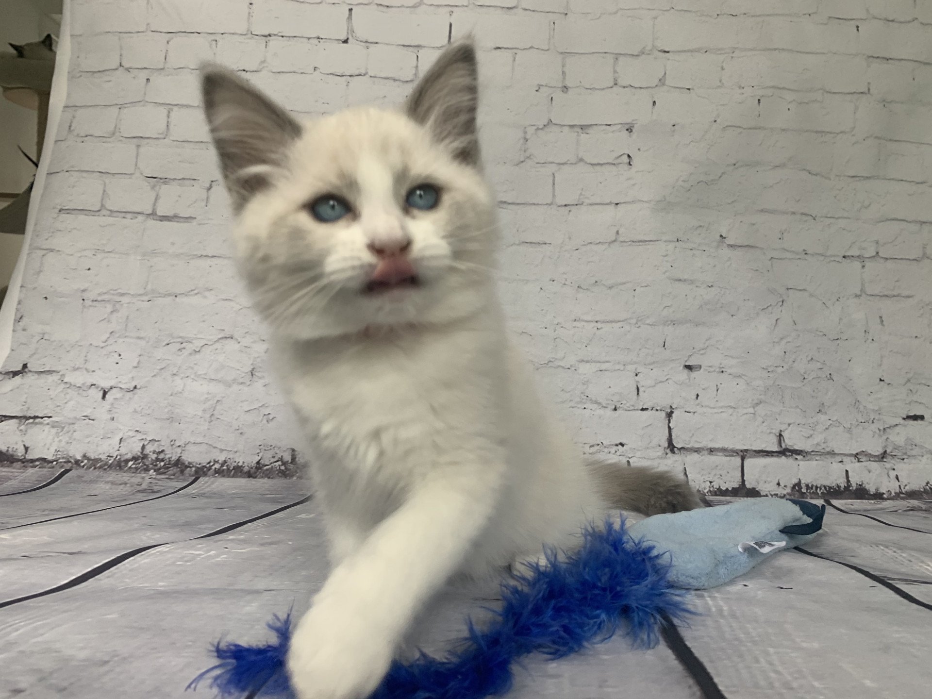 chaton Ragdoll blue point bicolor R'io De La Croisette Les Ragdolls de la Croisette