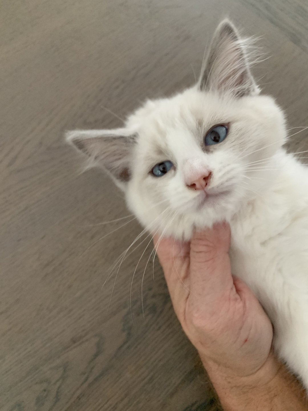 chaton Ragdoll blue point bicolor R'io De La Croisette Les Ragdolls de la Croisette