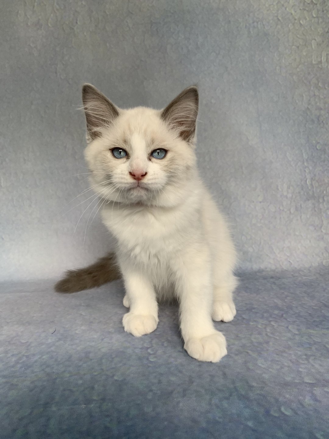 chaton Ragdoll blue point bicolor R'io De La Croisette Les Ragdolls de la Croisette