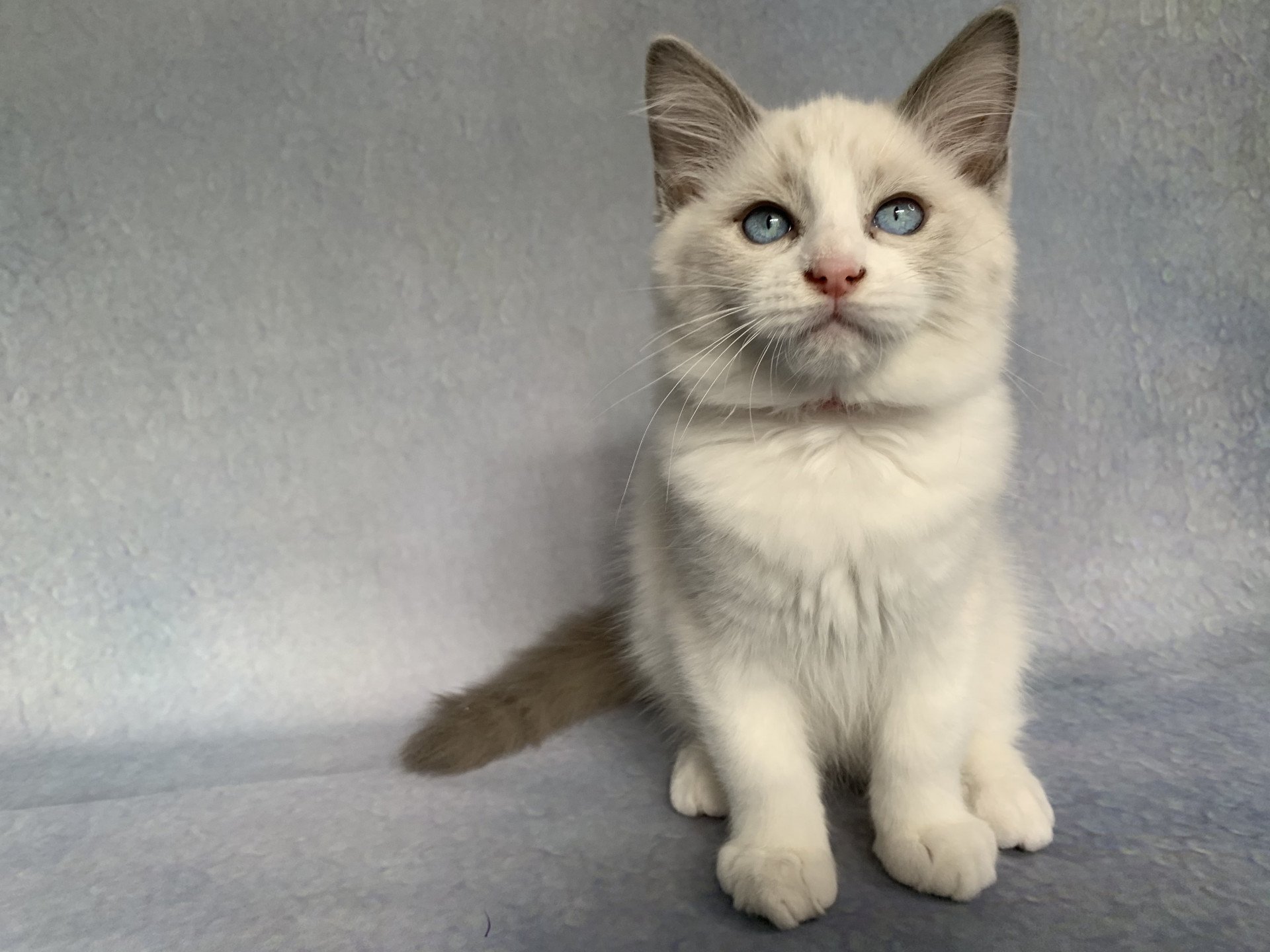 chaton Ragdoll blue point bicolor R'io De La Croisette Les Ragdolls de la Croisette