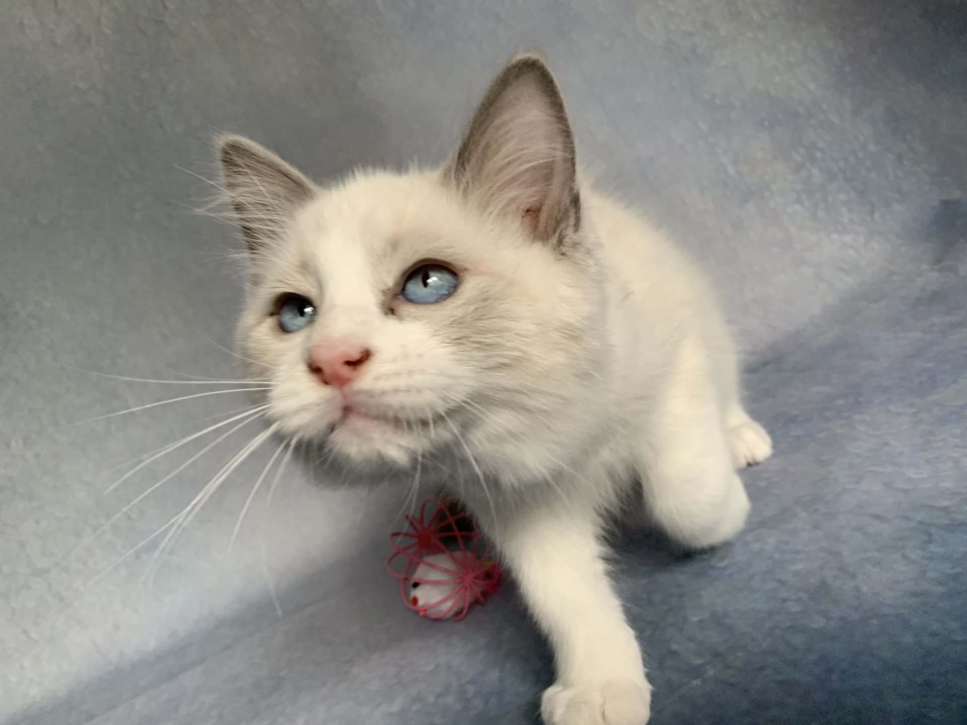 chaton Ragdoll blue point bicolor R'io De La Croisette Les Ragdolls de la Croisette