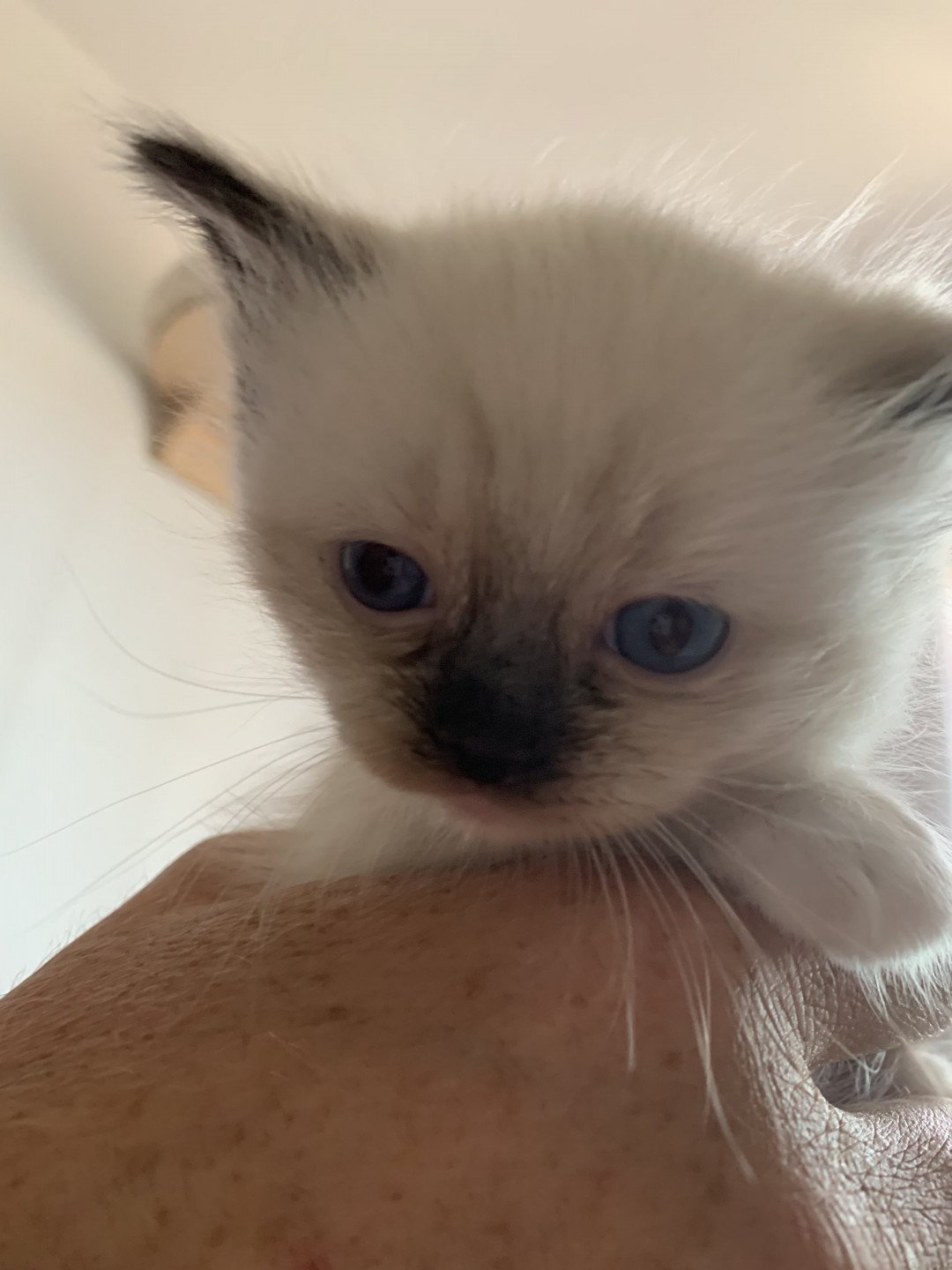 chaton Ragdoll black mitted Riomy De La Croisette Les Ragdolls de la Croisette