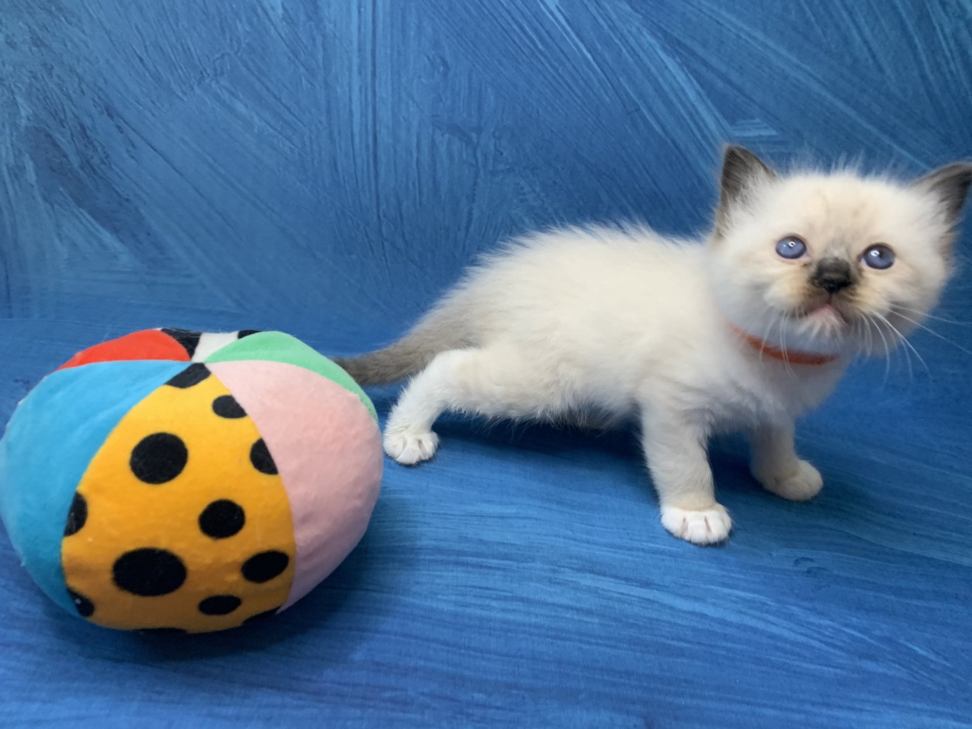 chaton Ragdoll black mitted Riomy De La Croisette Les Ragdolls de la Croisette