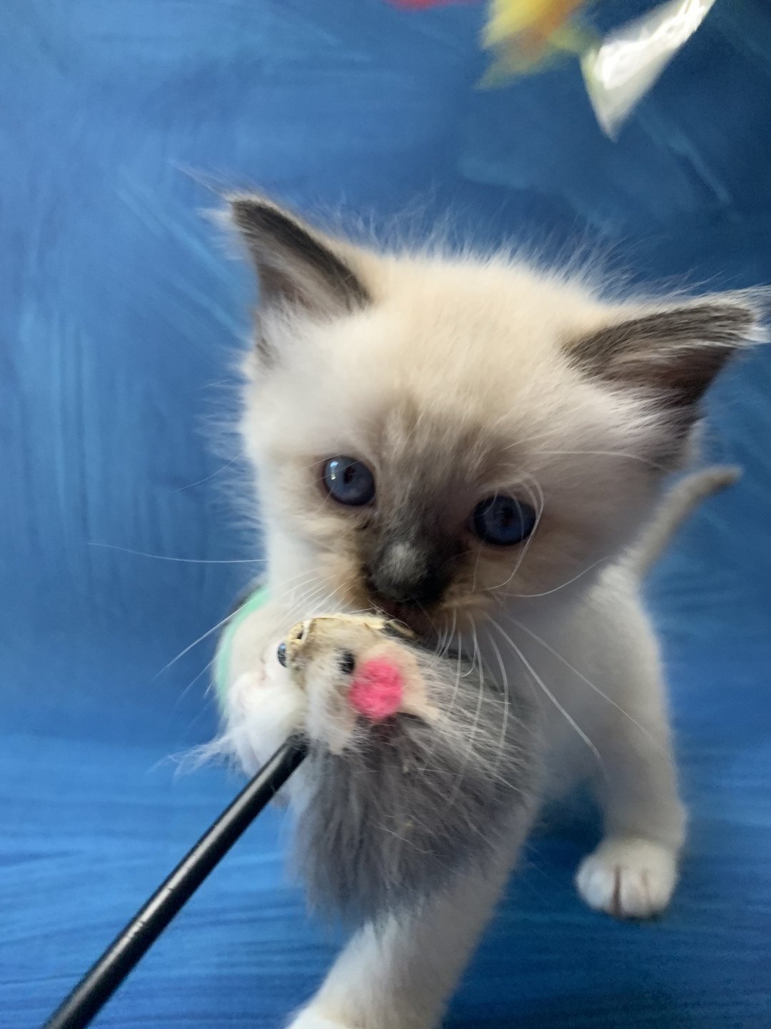 chaton Ragdoll black mitted Riomy De La Croisette Les Ragdolls de la Croisette
