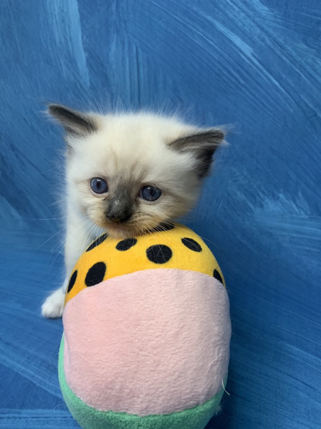 chaton Ragdoll black mitted Riomy De La Croisette Les Ragdolls de la Croisette