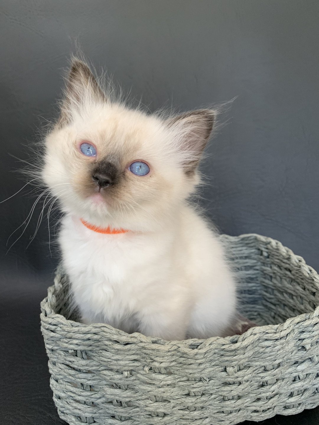 chaton Ragdoll black mitted Riomy De La Croisette Les Ragdolls de la Croisette
