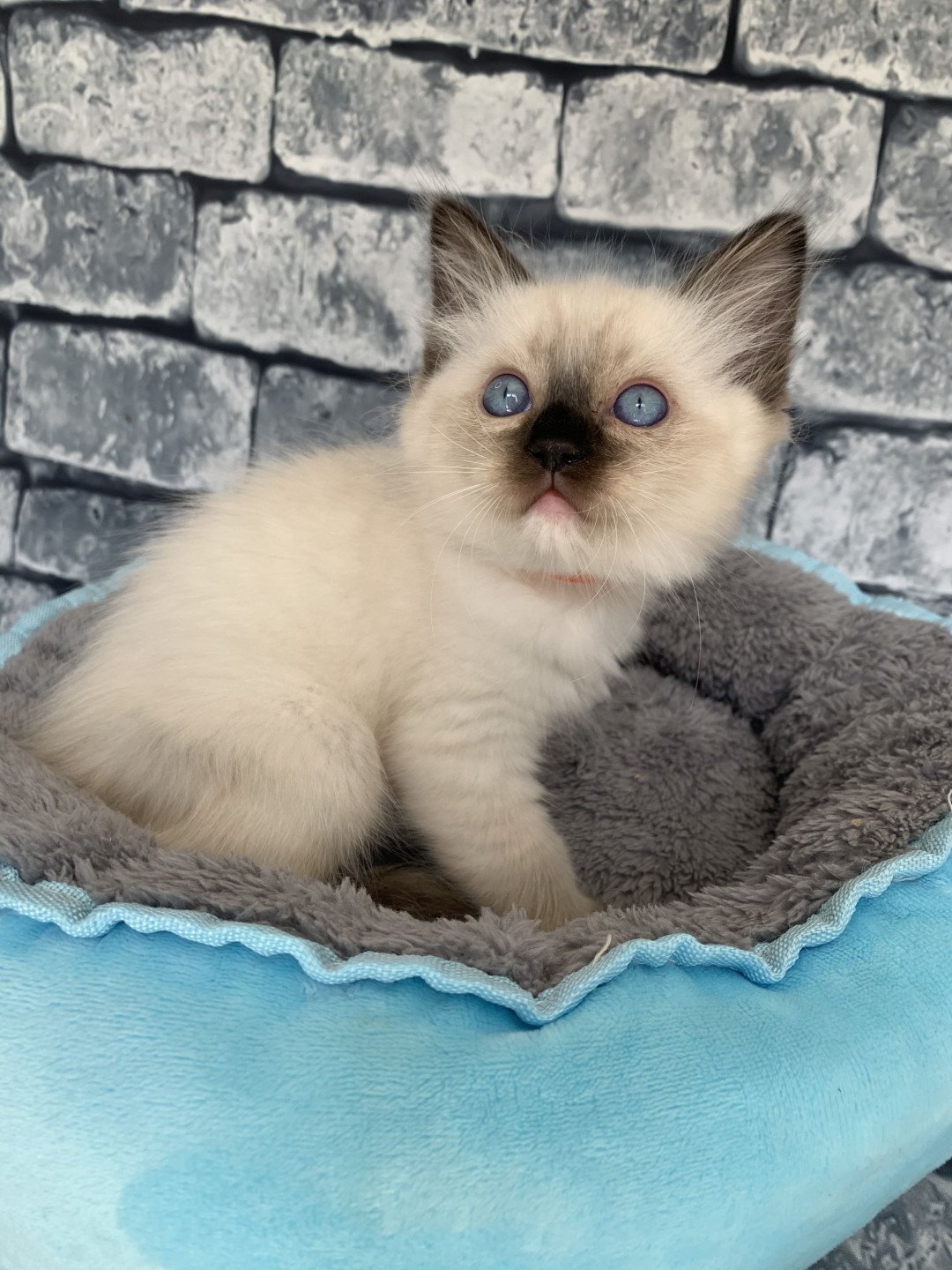 chaton Ragdoll black mitted Riomy De La Croisette Les Ragdolls de la Croisette