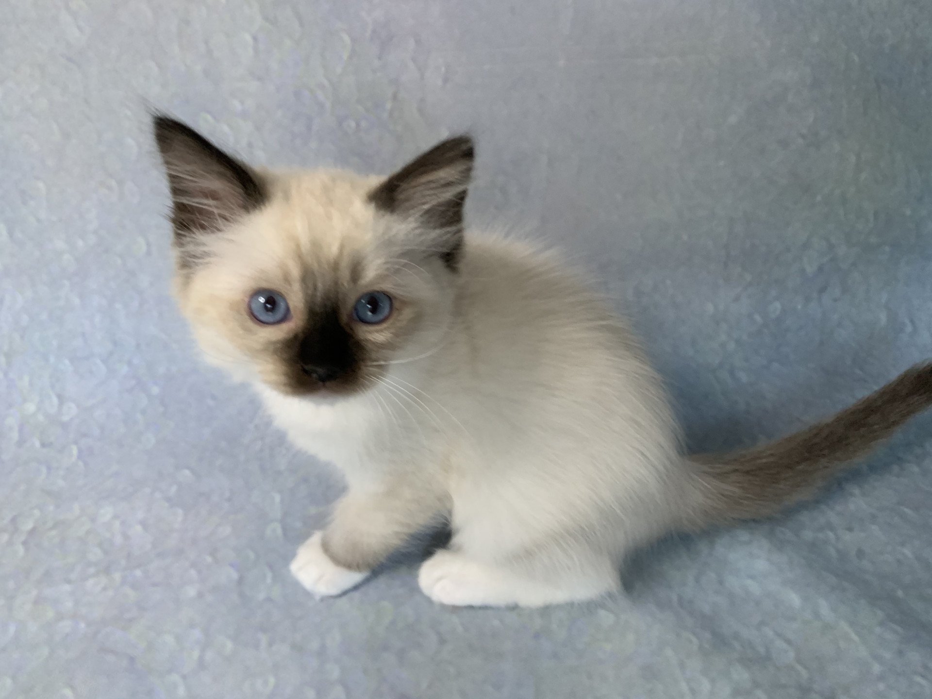 chaton Ragdoll black mitted Riomy De La Croisette Les Ragdolls de la Croisette