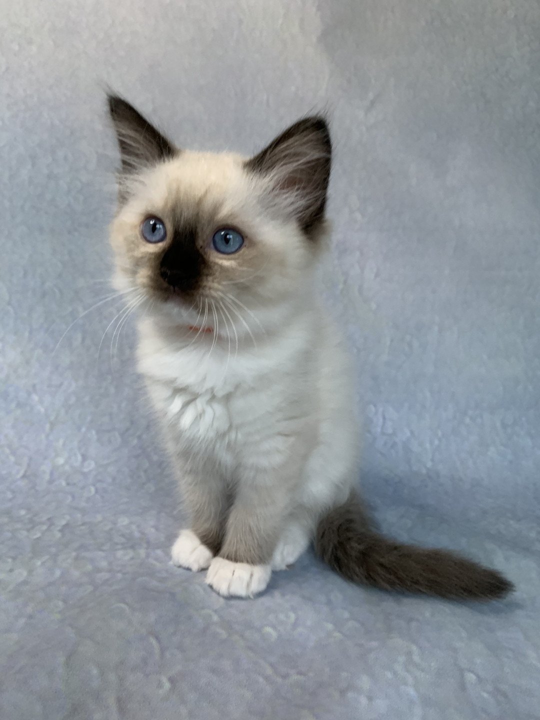 chaton Ragdoll black mitted Riomy De La Croisette Les Ragdolls de la Croisette