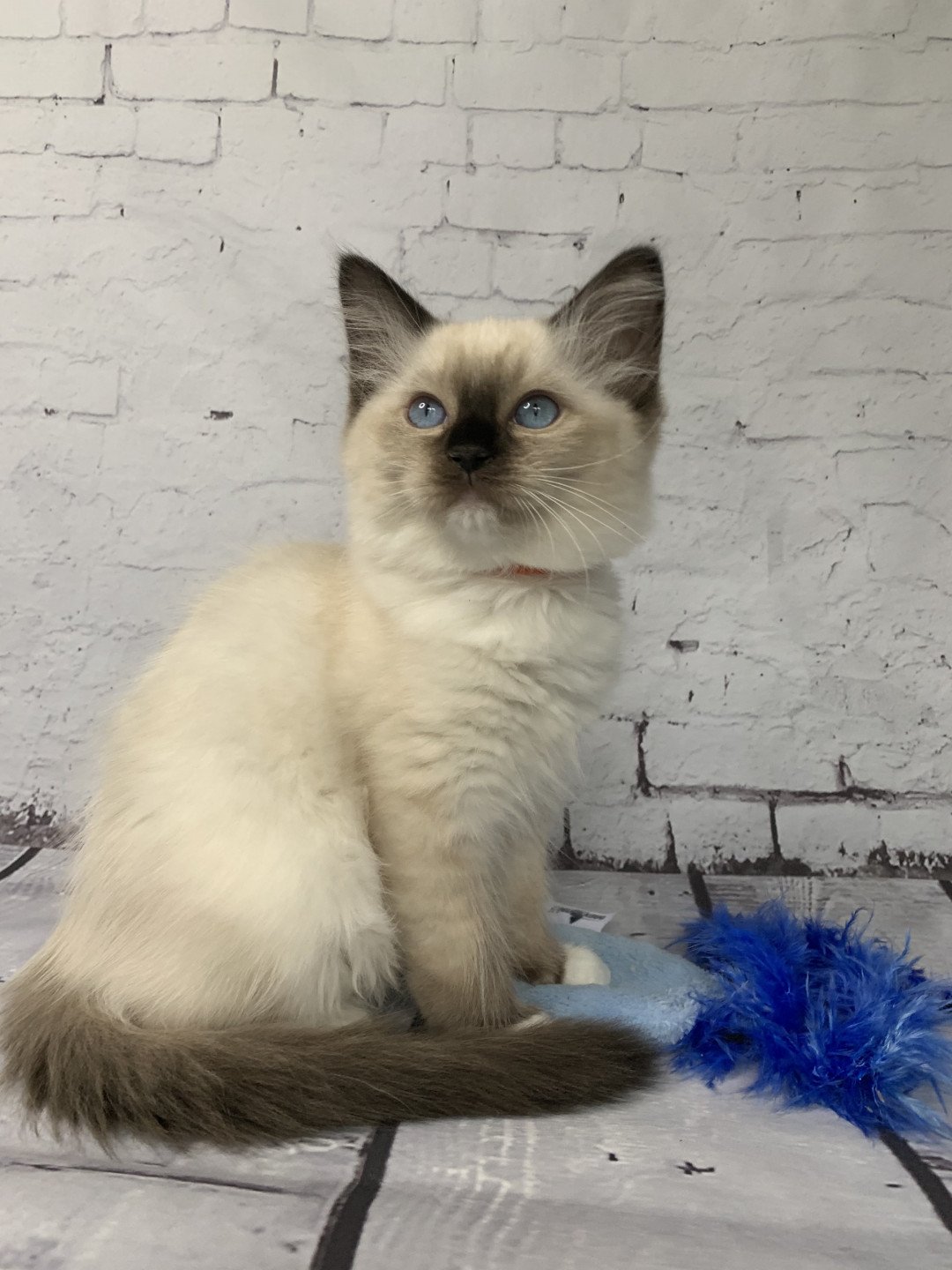 chaton Ragdoll black mitted Riomy De La Croisette Les Ragdolls de la Croisette