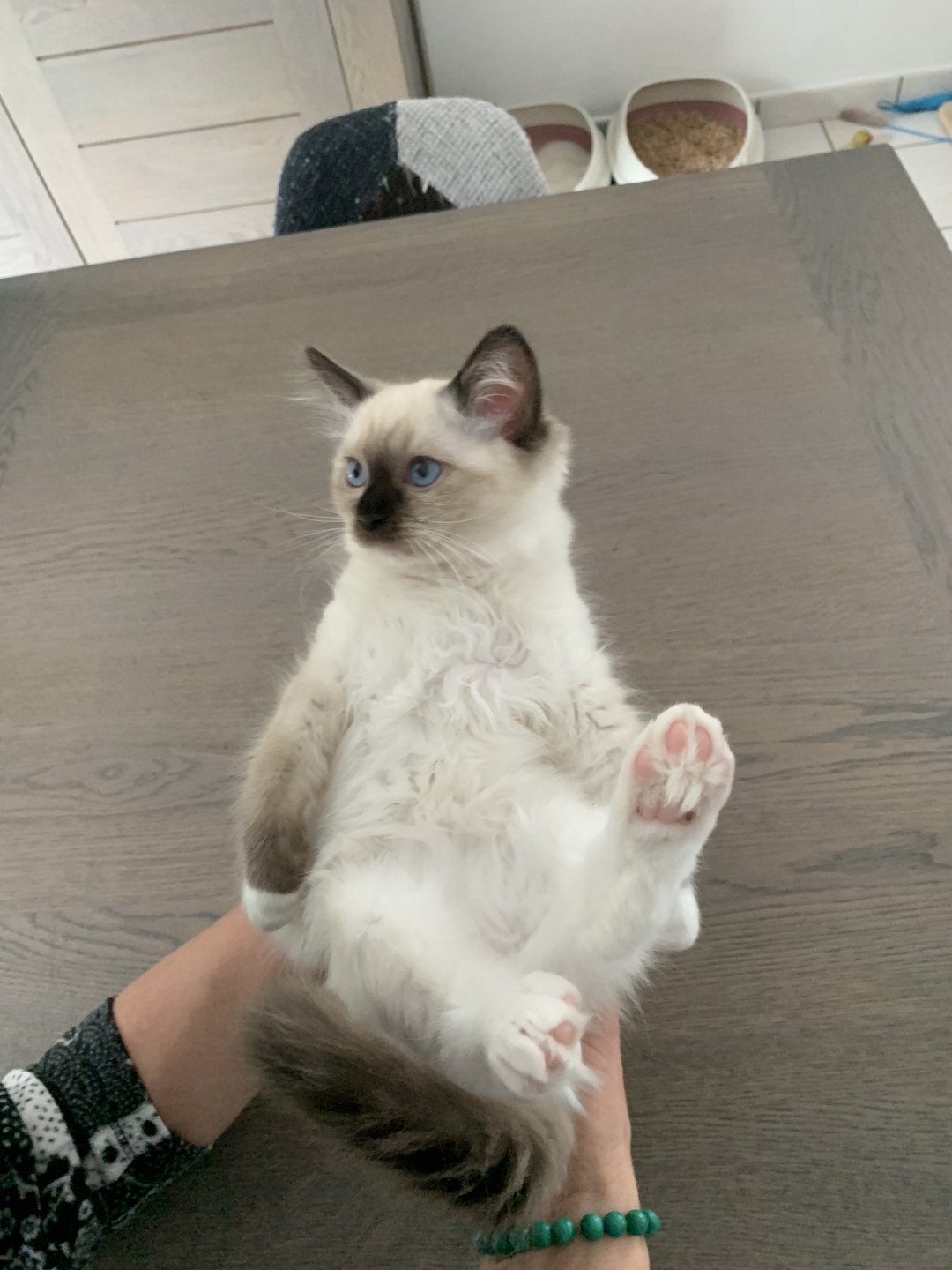 chaton Ragdoll black mitted Riomy De La Croisette Les Ragdolls de la Croisette