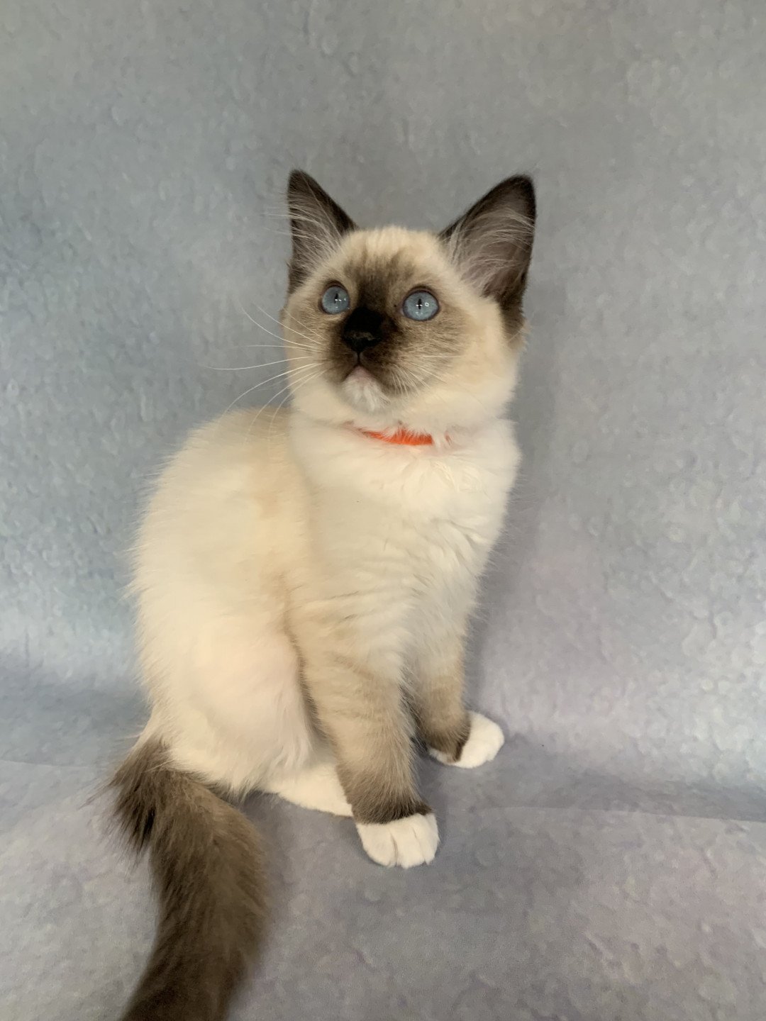 chaton Ragdoll black mitted Riomy De La Croisette Les Ragdolls de la Croisette