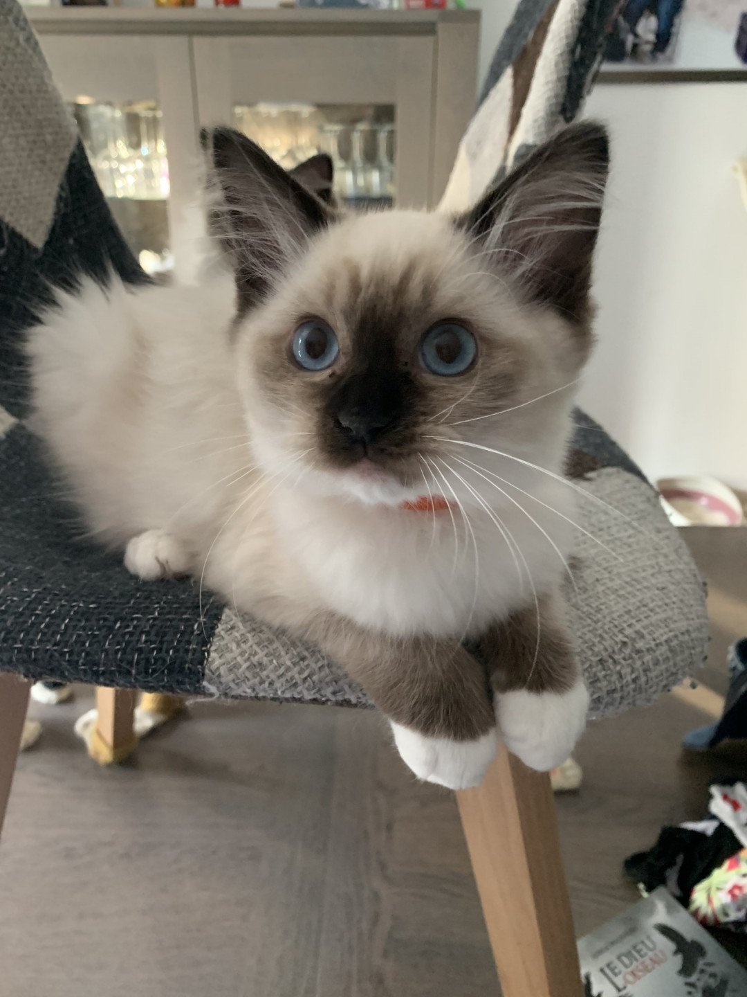 chaton Ragdoll black mitted Riomy De La Croisette Les Ragdolls de la Croisette