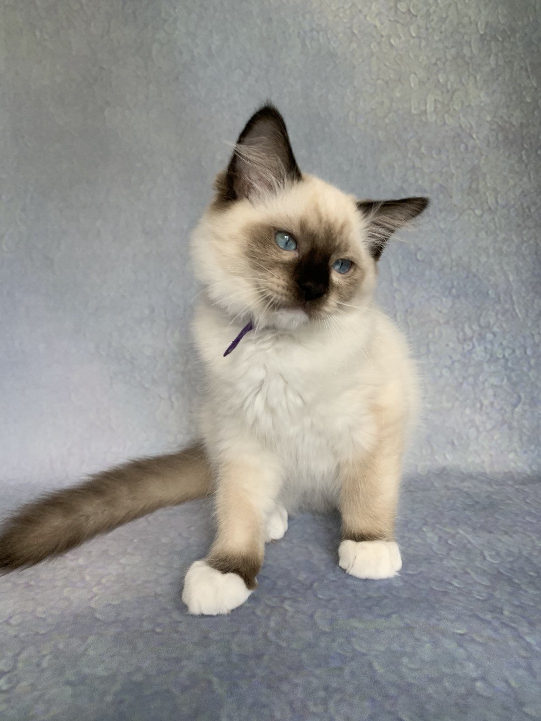 chaton Ragdoll seal point mitted Rocco De La Croisette Les Ragdolls de la Croisette