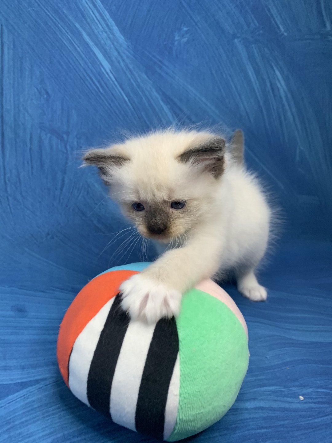 chaton Ragdoll seal point mitted Rocco De La Croisette Les Ragdolls de la Croisette