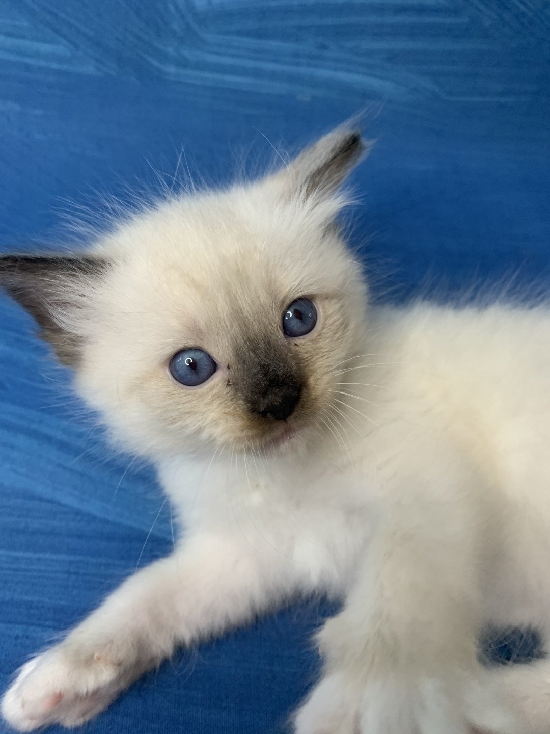 chaton Ragdoll seal point mitted Rocco De La Croisette Les Ragdolls de la Croisette