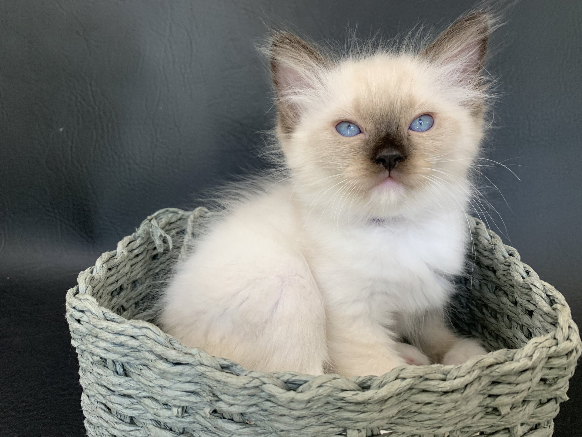 chaton Ragdoll seal point mitted Rocco De La Croisette Les Ragdolls de la Croisette