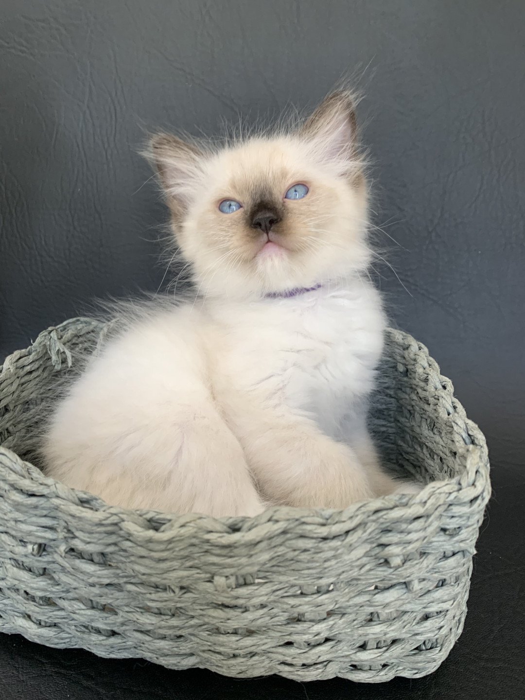 chaton Ragdoll seal point mitted Rocco De La Croisette Les Ragdolls de la Croisette