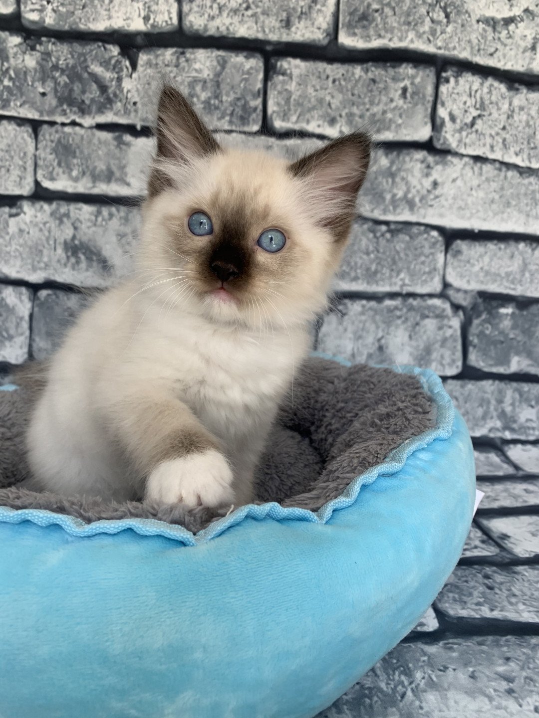 chaton Ragdoll seal point mitted Rocco De La Croisette Les Ragdolls de la Croisette