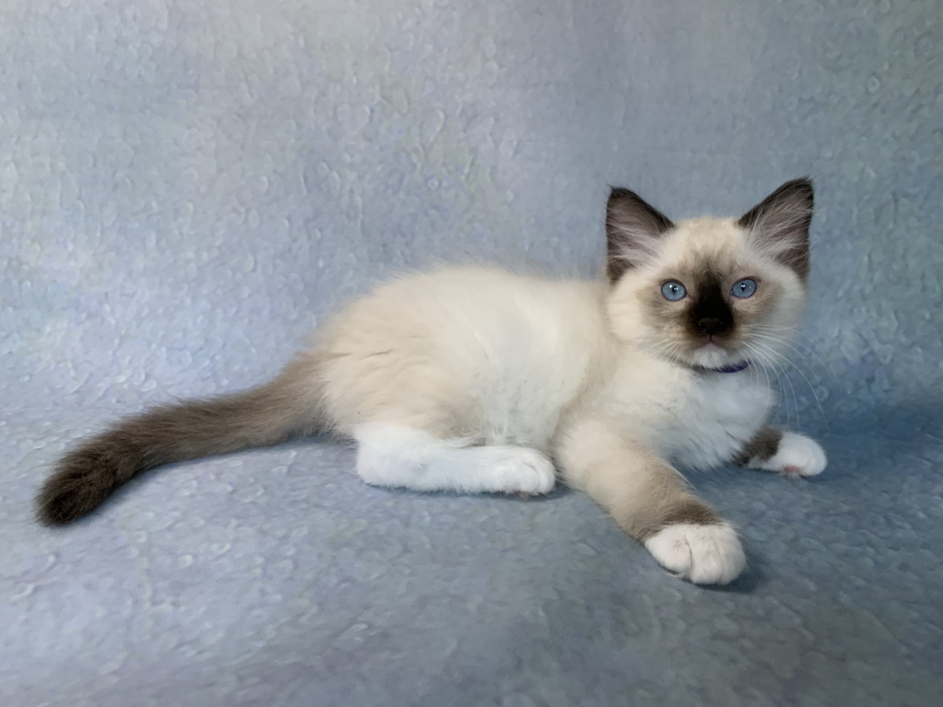 chaton Ragdoll seal point mitted Rocco De La Croisette Les Ragdolls de la Croisette