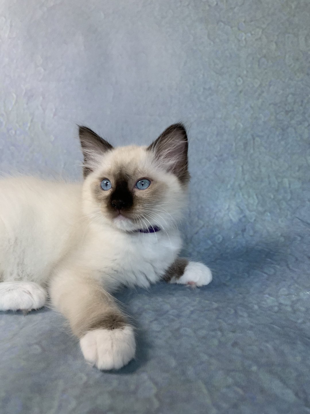 chaton Ragdoll seal point mitted Rocco De La Croisette Les Ragdolls de la Croisette
