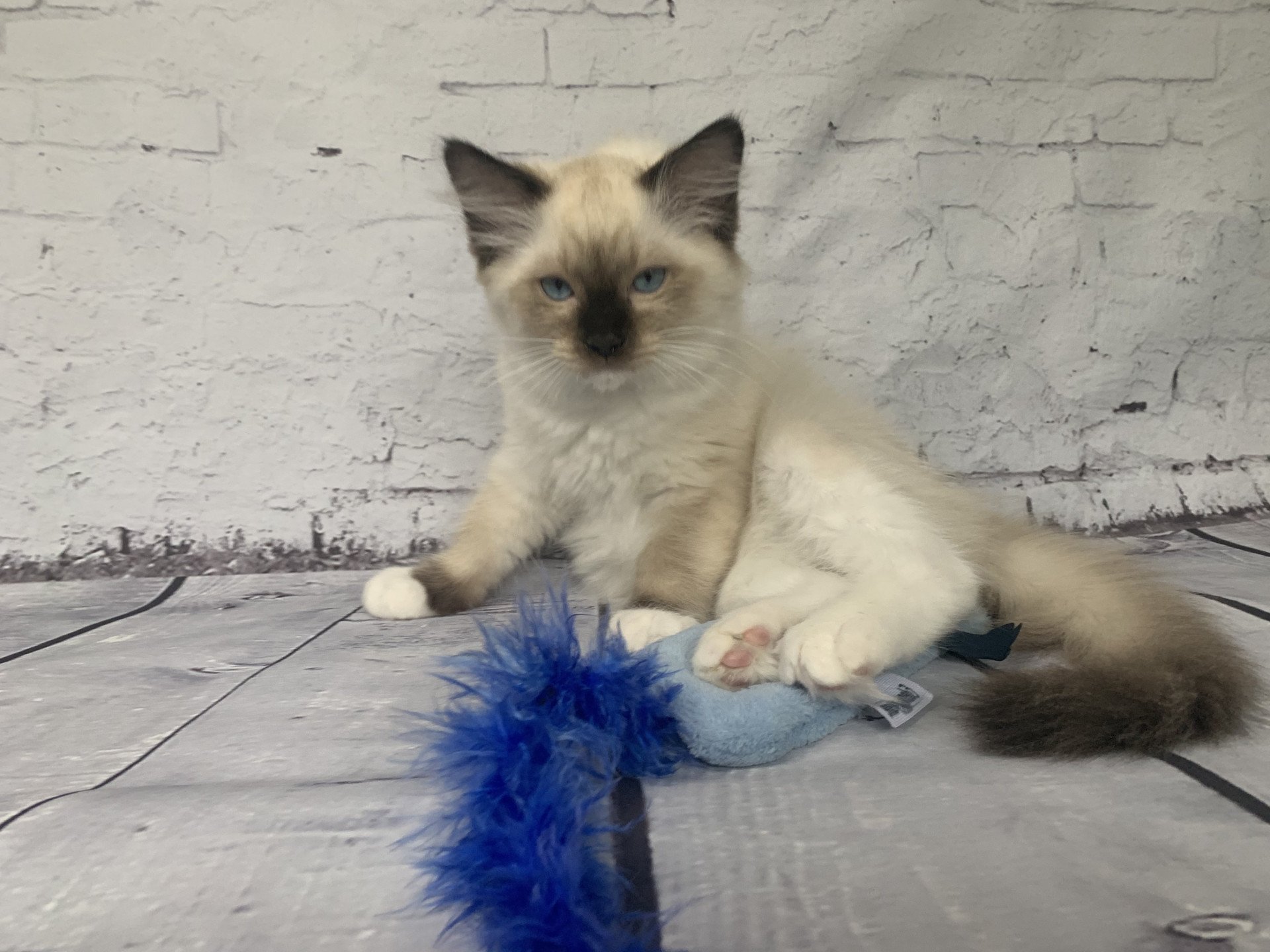 chaton Ragdoll seal point mitted Rocco De La Croisette Les Ragdolls de la Croisette