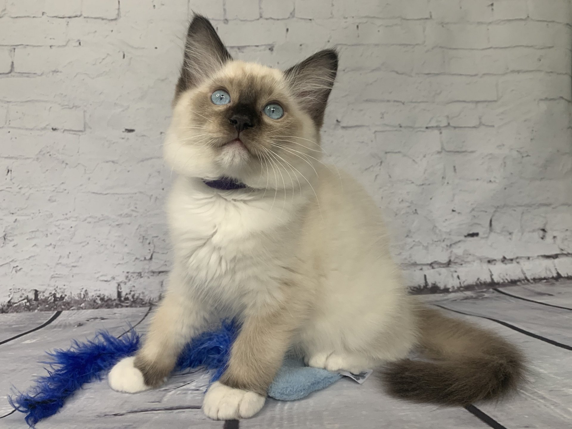chaton Ragdoll seal point mitted Rocco De La Croisette Les Ragdolls de la Croisette