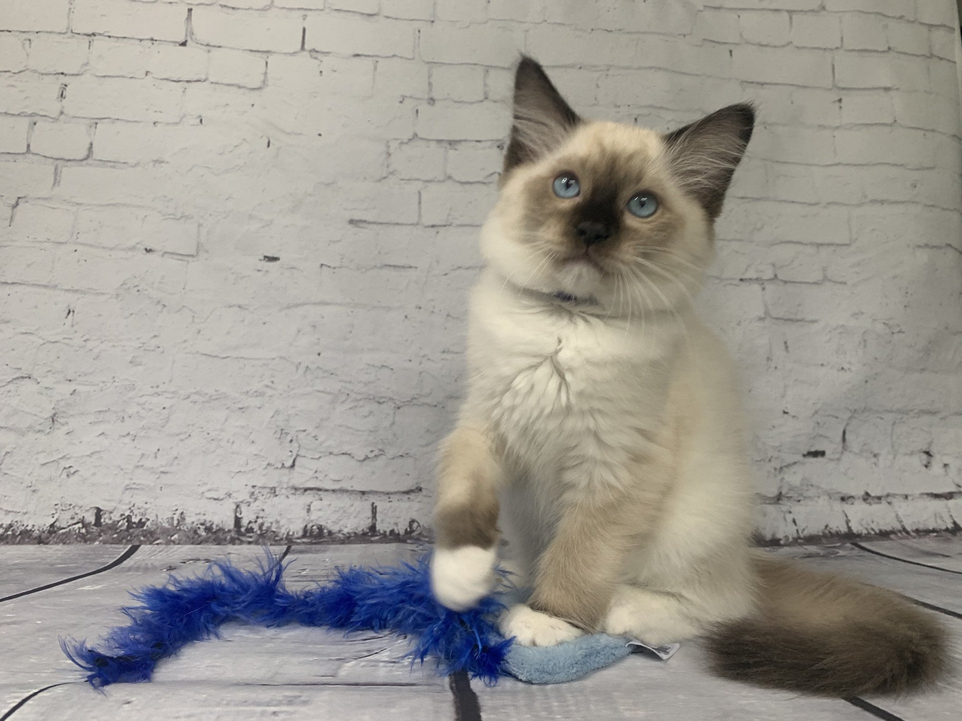 chaton Ragdoll seal point mitted Rocco De La Croisette Les Ragdolls de la Croisette