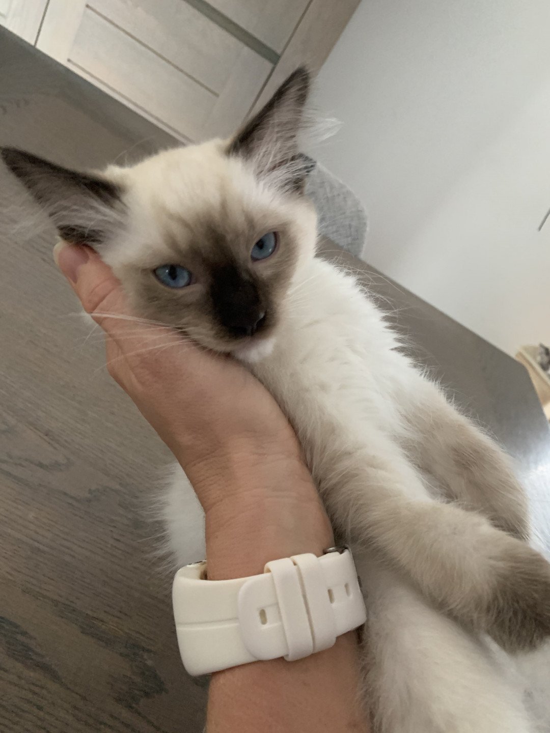 chaton Ragdoll seal point mitted Rocco De La Croisette Les Ragdolls de la Croisette