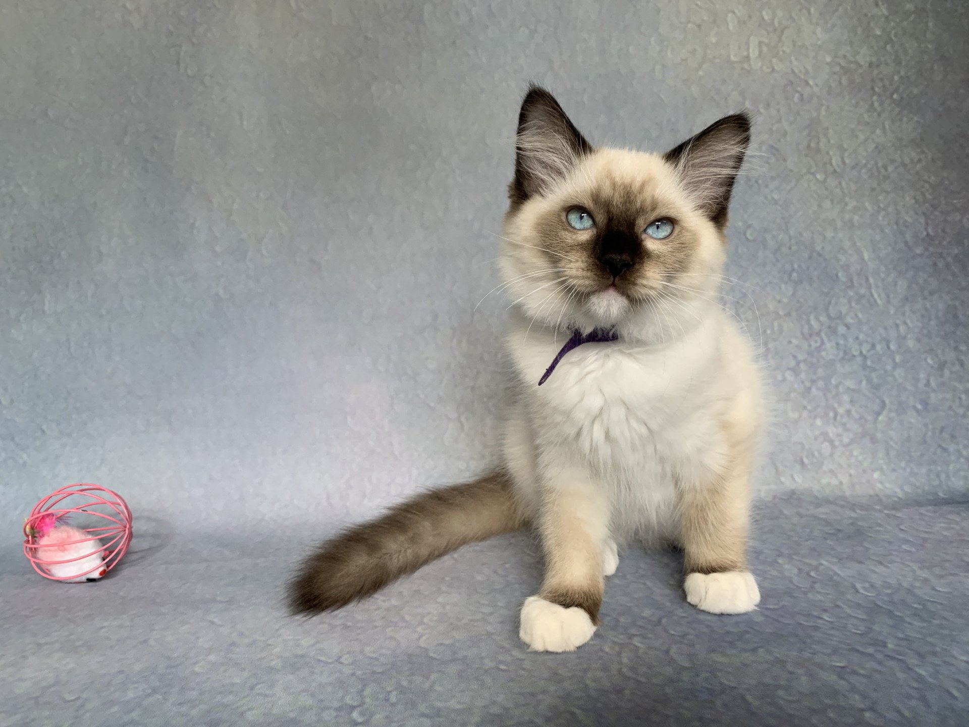 chaton Ragdoll seal point mitted Rocco De La Croisette Les Ragdolls de la Croisette