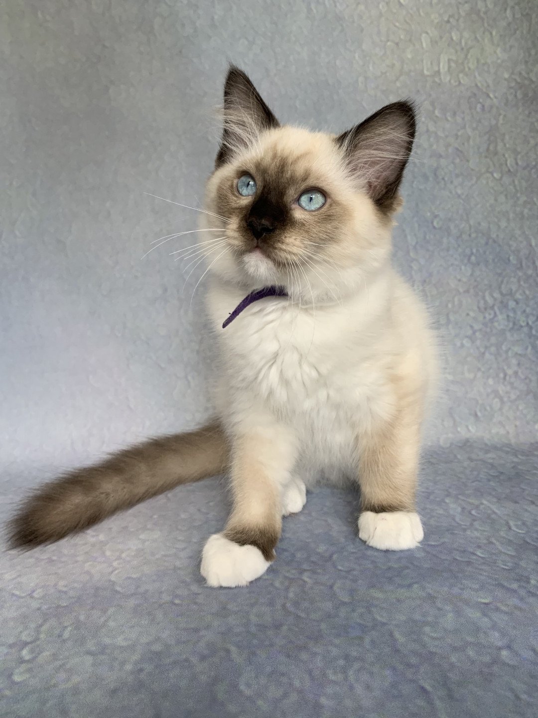 chaton Ragdoll seal point mitted Rocco De La Croisette Les Ragdolls de la Croisette