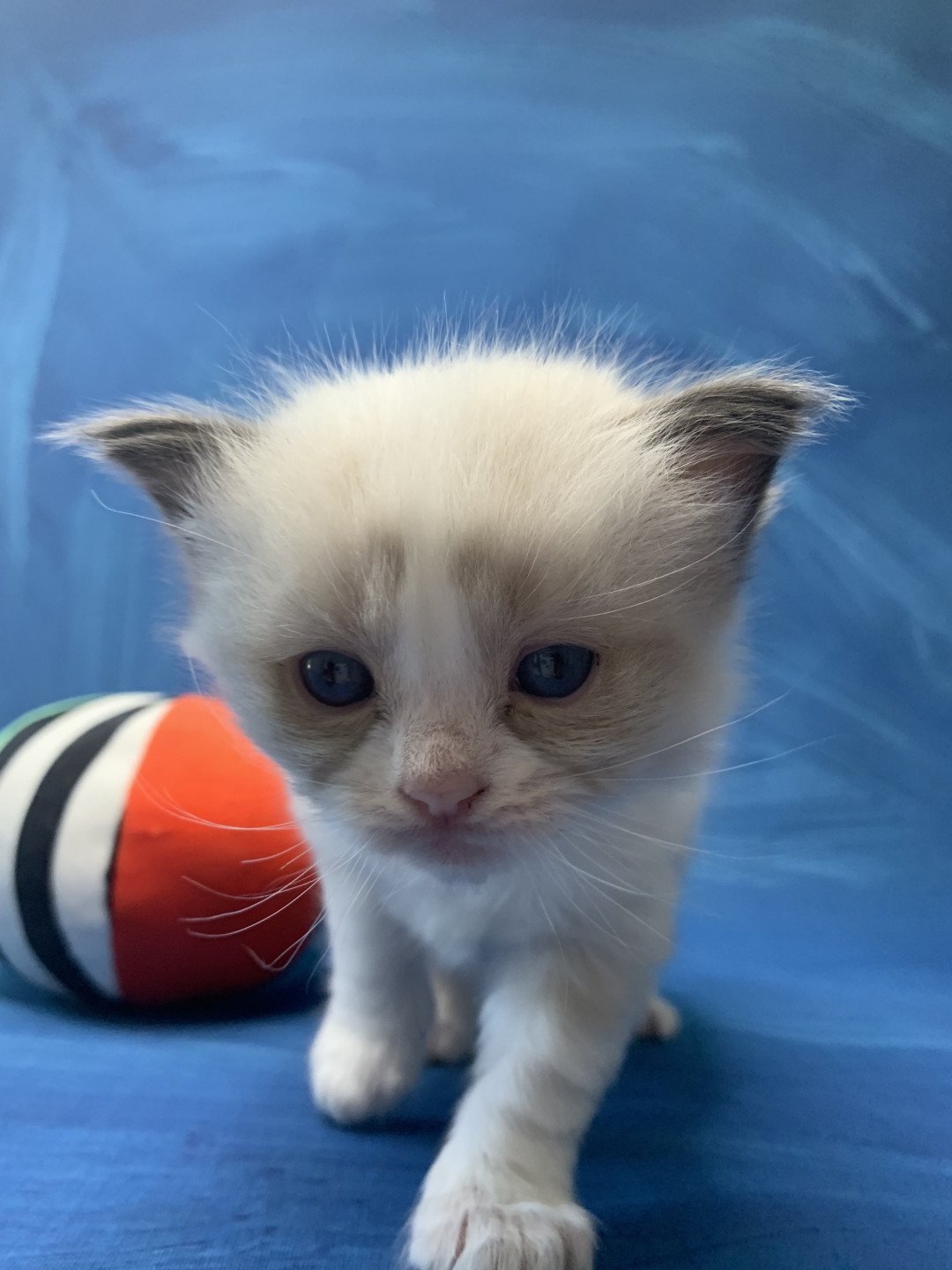 chaton Ragdoll black Roi Albus De La Croisette Les Ragdolls de la Croisette