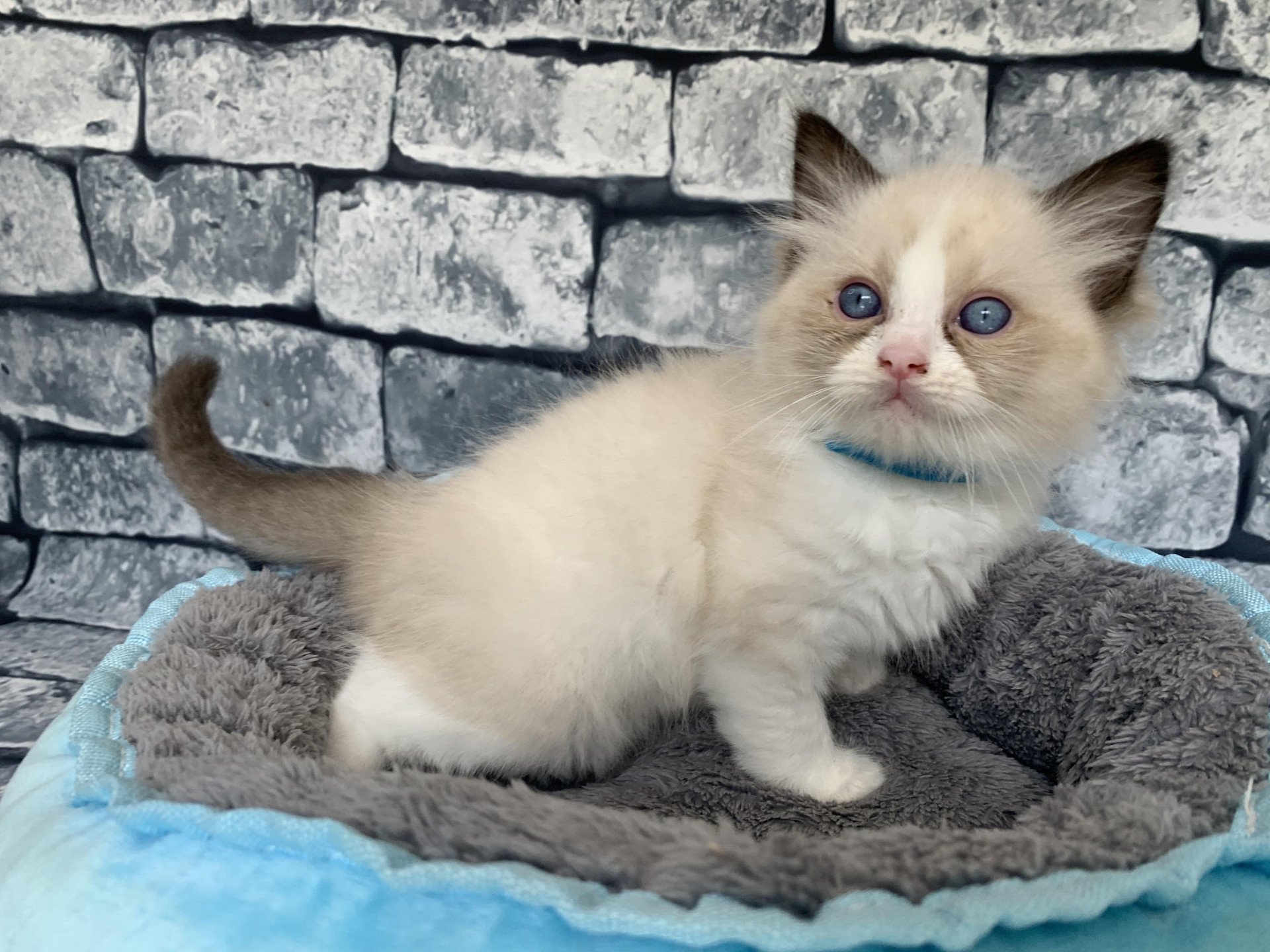 chaton Ragdoll black Roi Albus De La Croisette Les Ragdolls de la Croisette