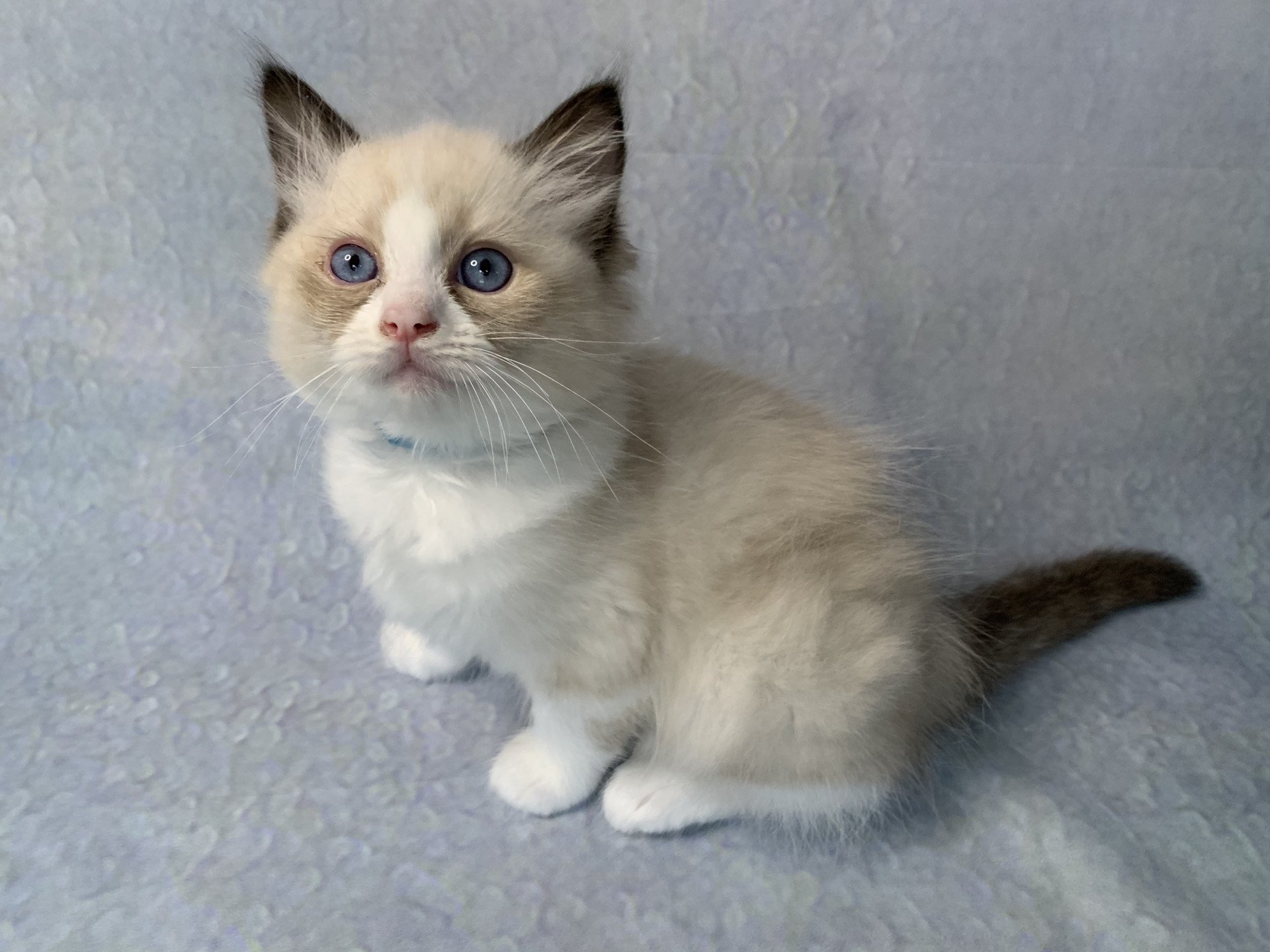 chaton Ragdoll black Roi Albus De La Croisette Les Ragdolls de la Croisette