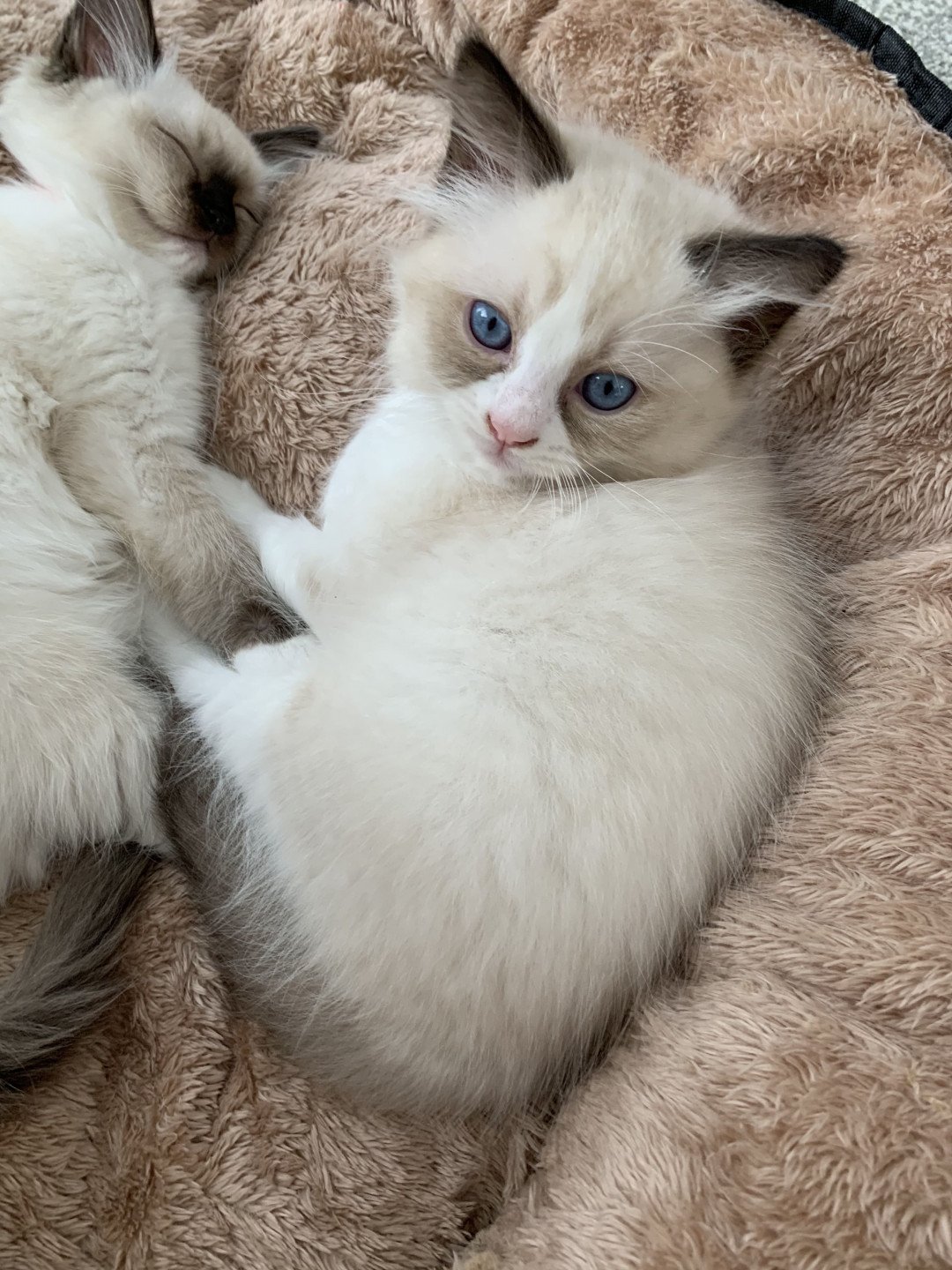 chaton Ragdoll black Roi Albus De La Croisette Les Ragdolls de la Croisette