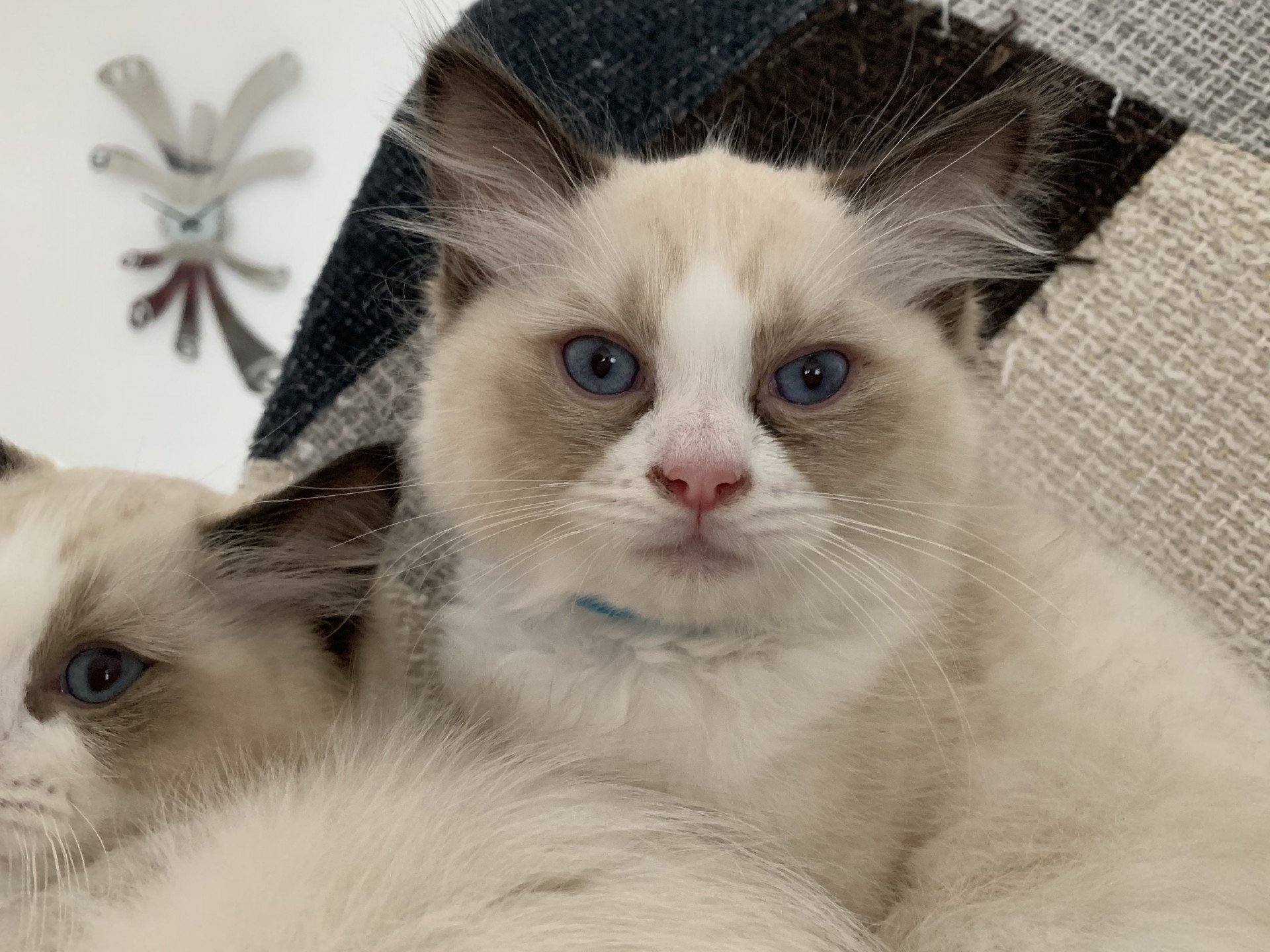 chaton Ragdoll black Roi Albus De La Croisette Les Ragdolls de la Croisette