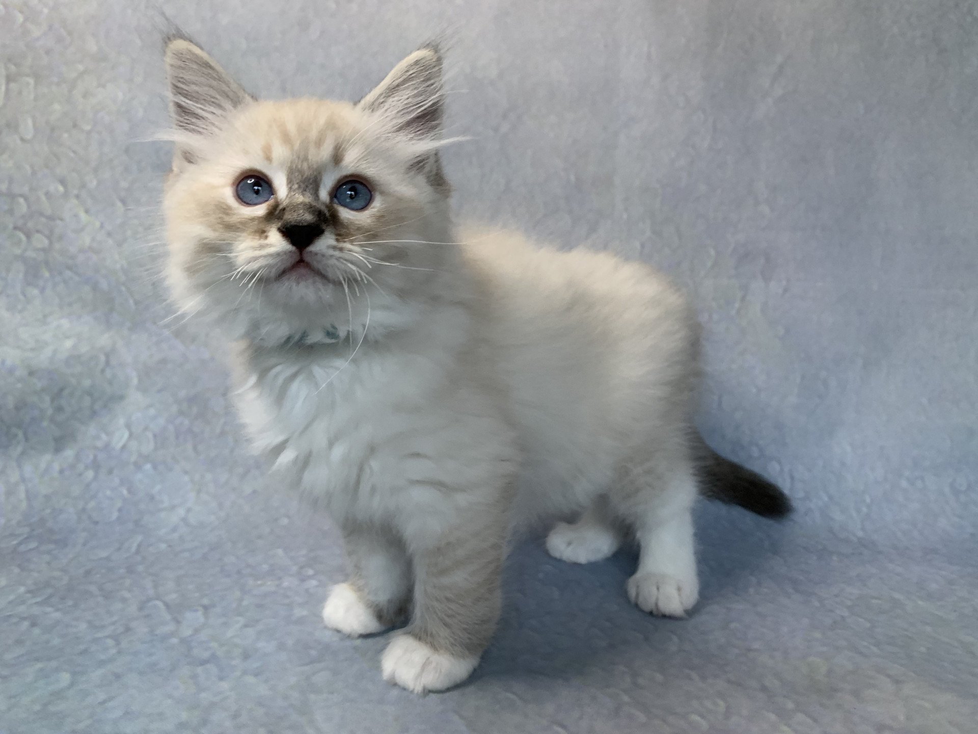 chaton Ragdoll seal tabby point Roi Baloo De La Croisette Les Ragdolls de la Croisette