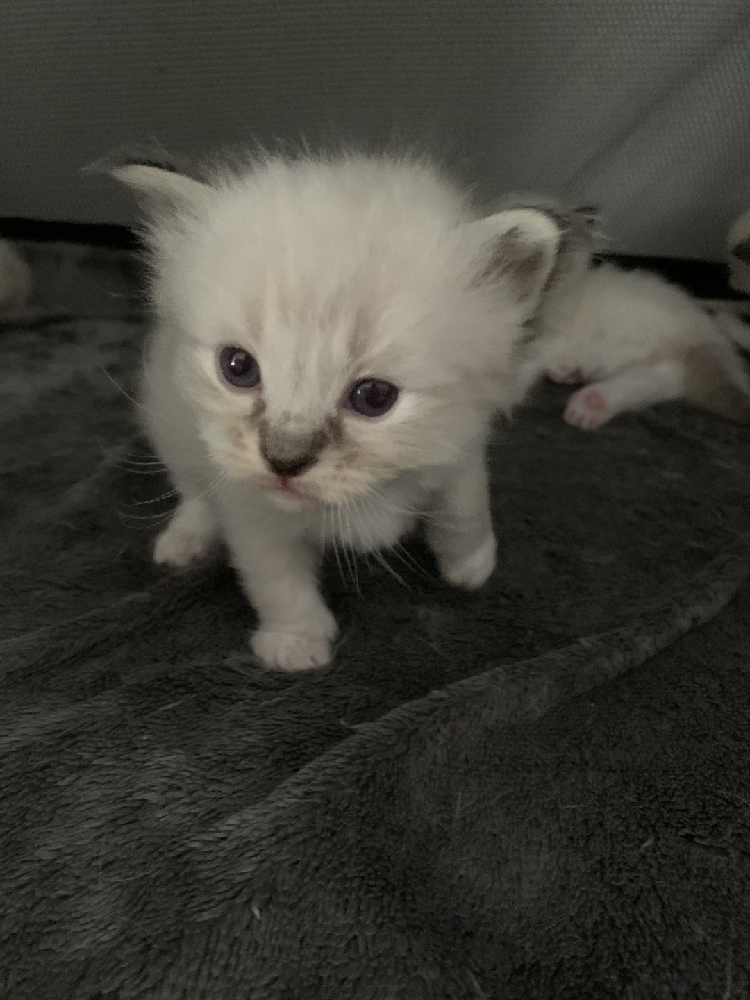 chaton Ragdoll seal tabby point Roi Baloo De La Croisette Les Ragdolls de la Croisette