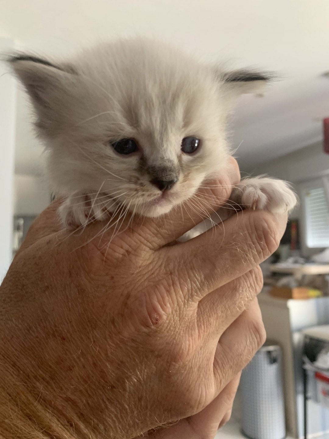 chaton Ragdoll seal tabby point Roi Baloo De La Croisette Les Ragdolls de la Croisette