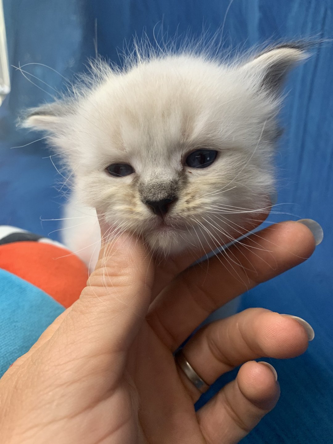 chaton Ragdoll seal tabby point Roi Baloo De La Croisette Les Ragdolls de la Croisette