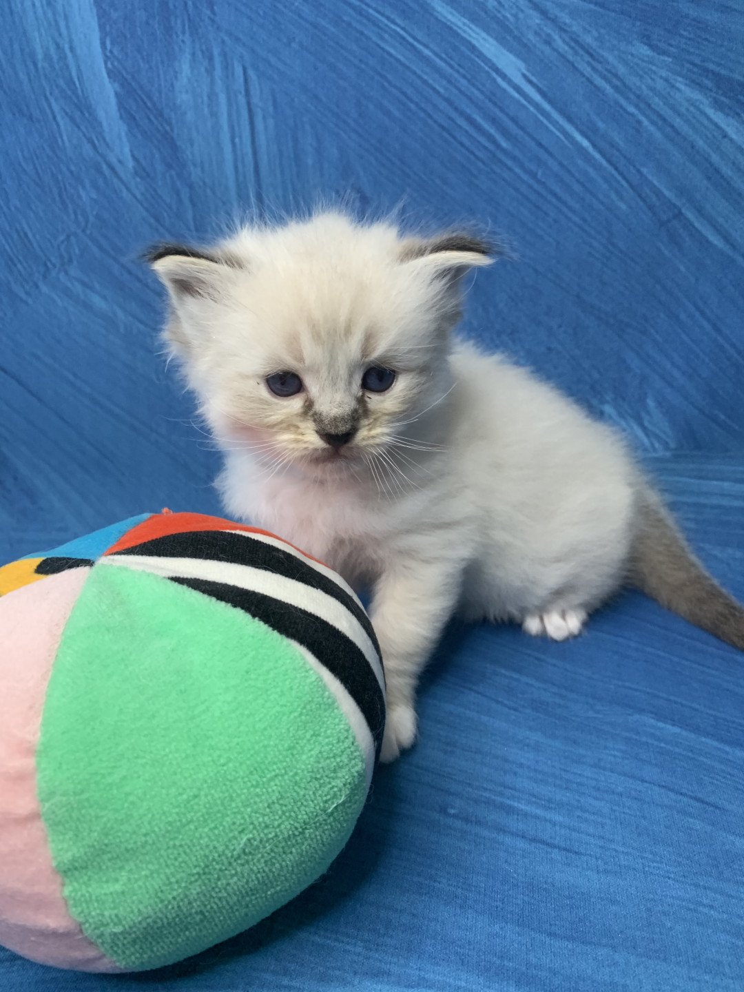 chaton Ragdoll seal tabby point Roi Baloo De La Croisette Les Ragdolls de la Croisette