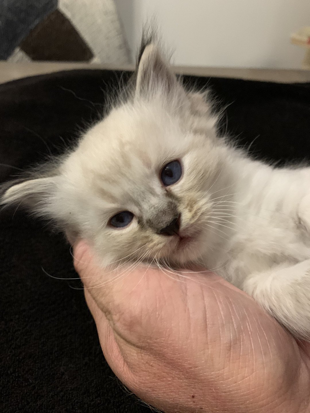 chaton Ragdoll seal tabby point Roi Baloo De La Croisette Les Ragdolls de la Croisette