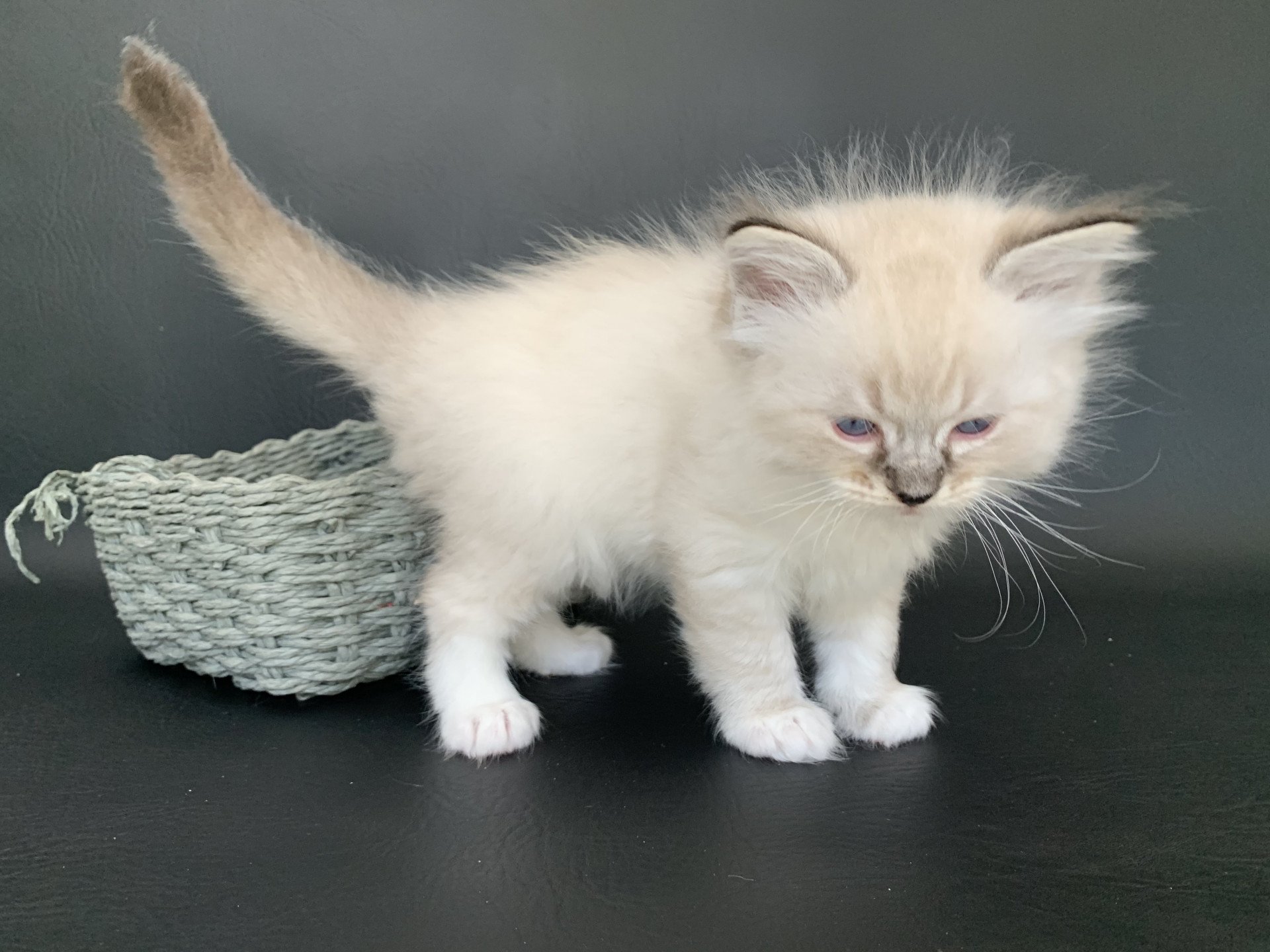 chaton Ragdoll seal tabby point Roi Baloo De La Croisette Les Ragdolls de la Croisette