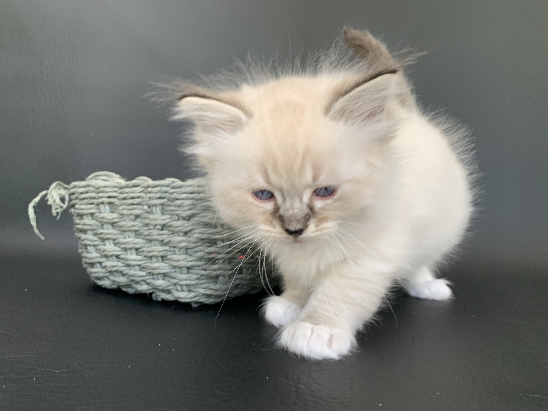 chaton Ragdoll seal tabby point Roi Baloo De La Croisette Les Ragdolls de la Croisette