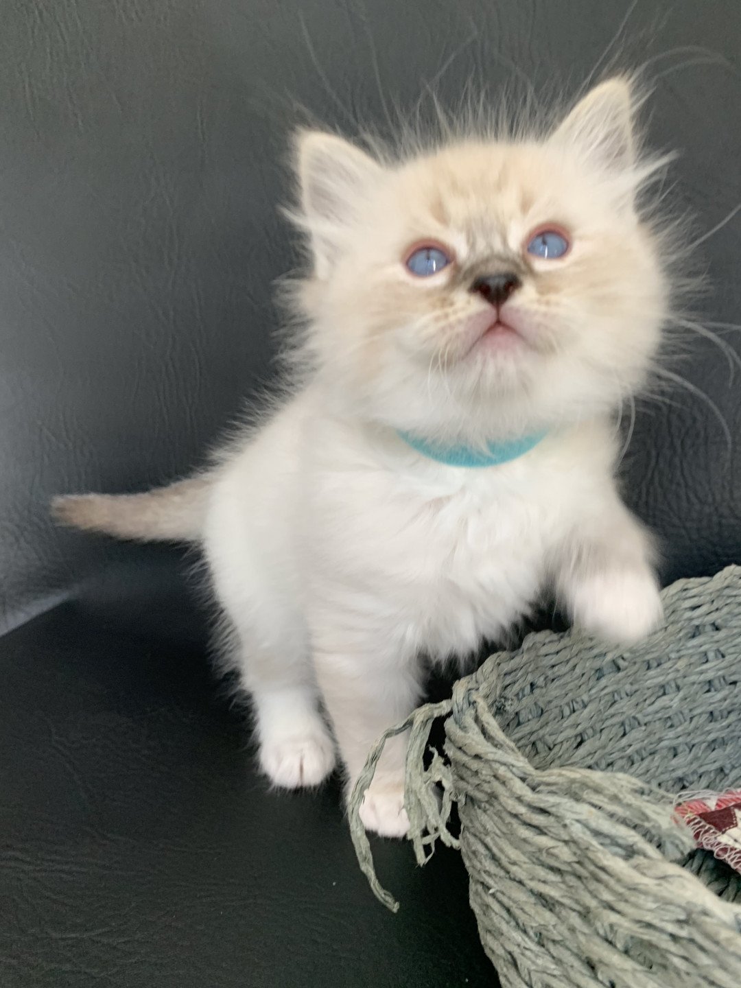 chaton Ragdoll seal tabby point Roi Baloo De La Croisette Les Ragdolls de la Croisette