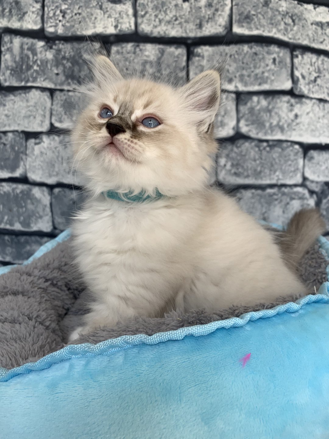 chaton Ragdoll seal tabby point Roi Baloo De La Croisette Les Ragdolls de la Croisette