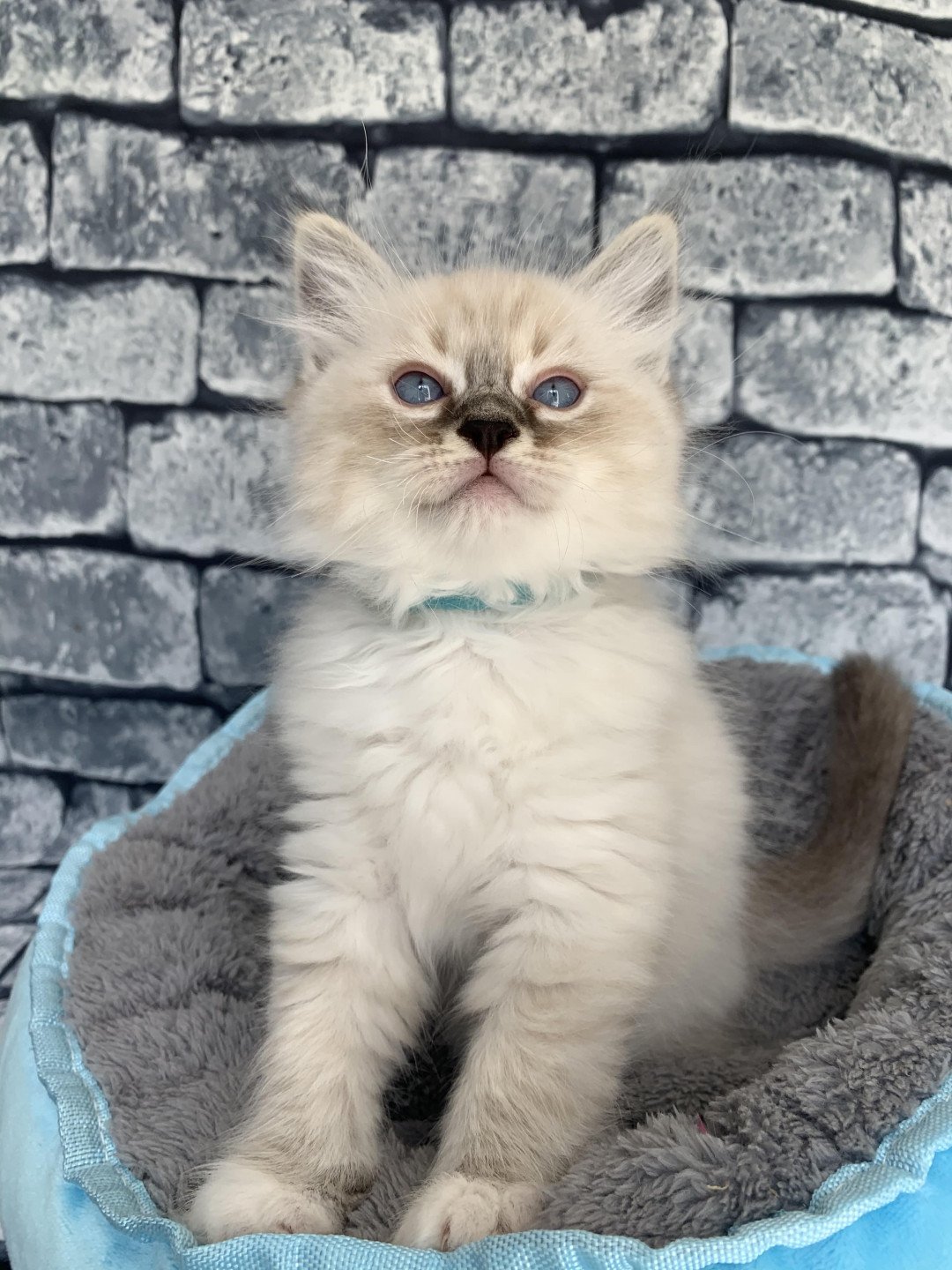 chaton Ragdoll seal tabby point Roi Baloo De La Croisette Les Ragdolls de la Croisette