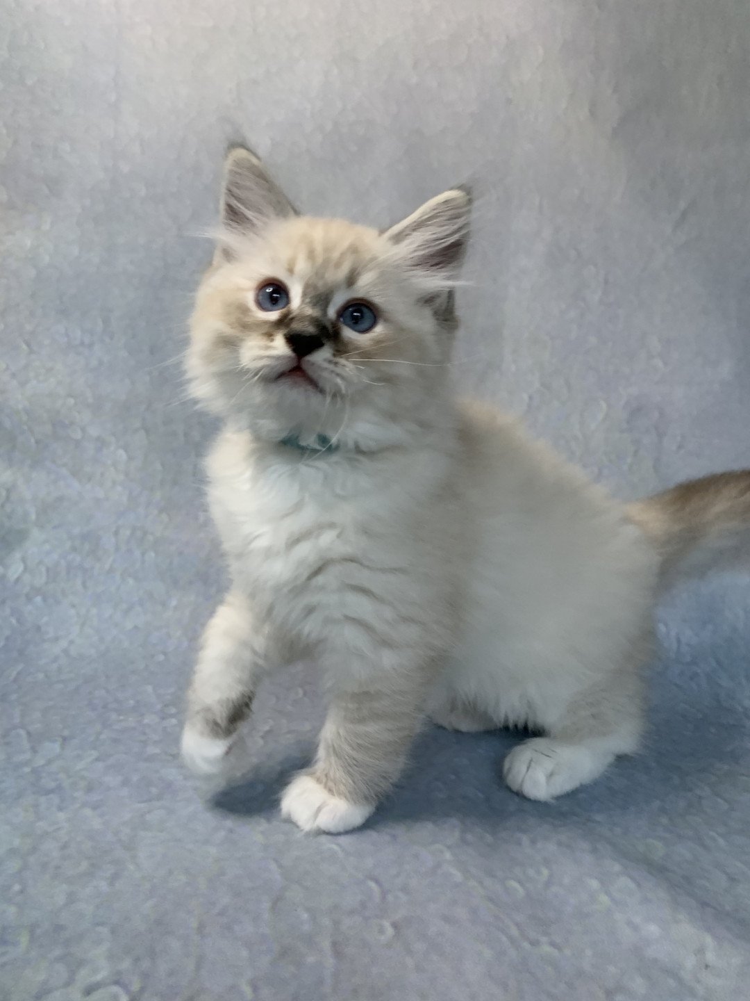 chaton Ragdoll seal tabby point Roi Baloo De La Croisette Les Ragdolls de la Croisette