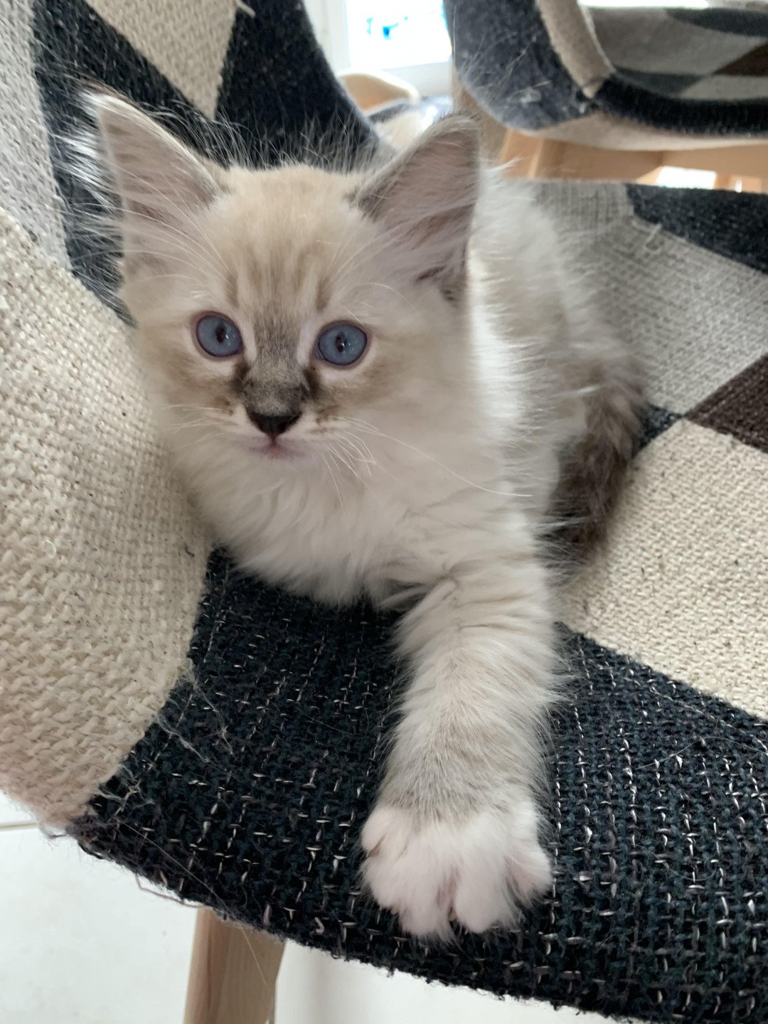 chaton Ragdoll seal tabby point Roi Baloo De La Croisette Les Ragdolls de la Croisette