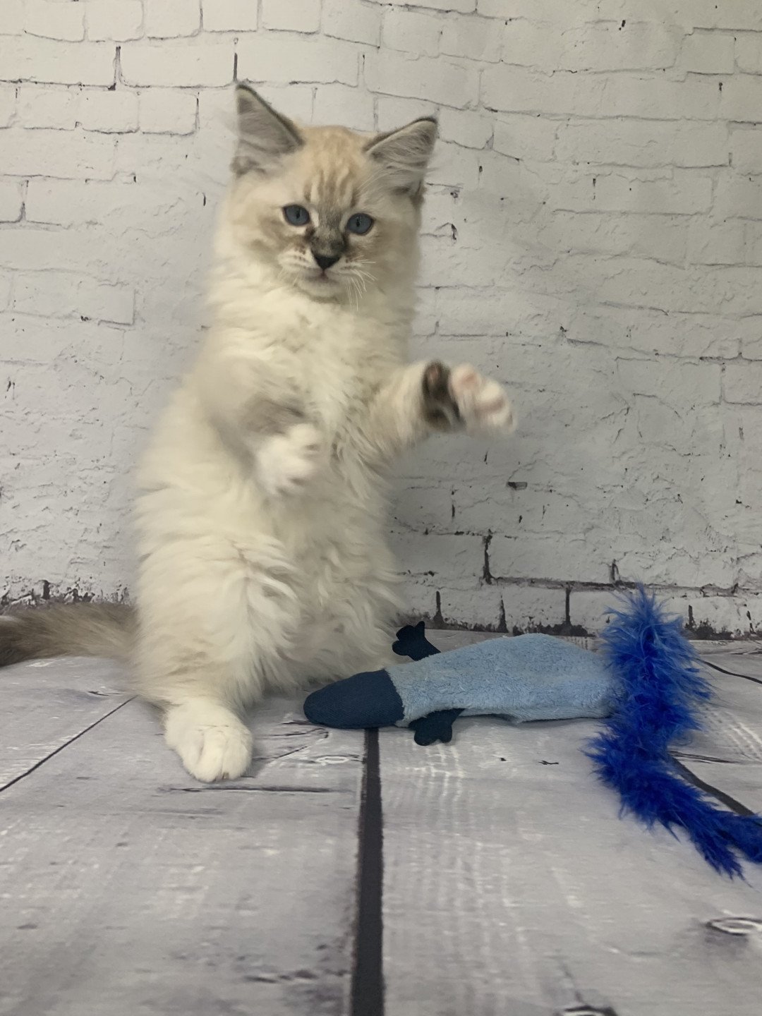 chaton Ragdoll seal tabby point Roi Baloo De La Croisette Les Ragdolls de la Croisette